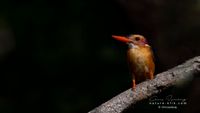 Pygmee Kingfisher